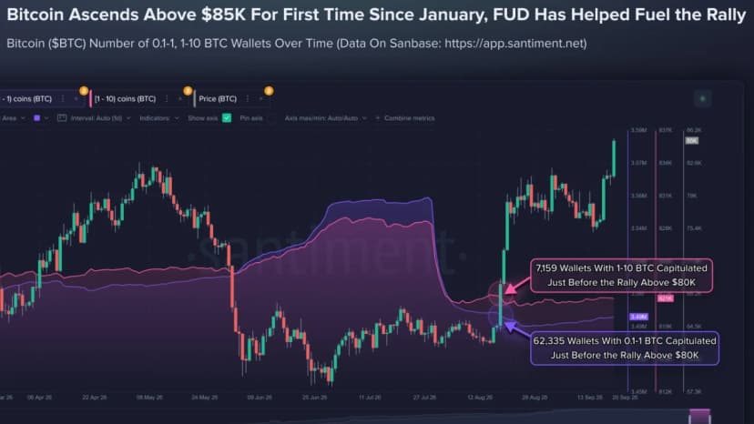 Smaller Bitcoin Holders Sold Before $85K Rally as 69,494 Wallets Exit