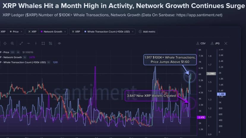 XRP Tops $1.60 as 1,917 Whale Transactions Hit Monthly High
