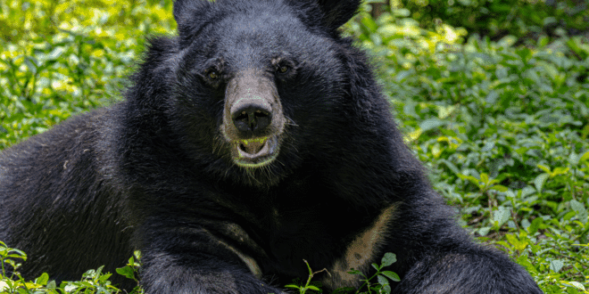 ETF Bitcoin: MENO 1.300 milioni in 4 giorni. Mai così male da febbraio. Ma c’è segnale BULLISH - Criptovaluta.it®