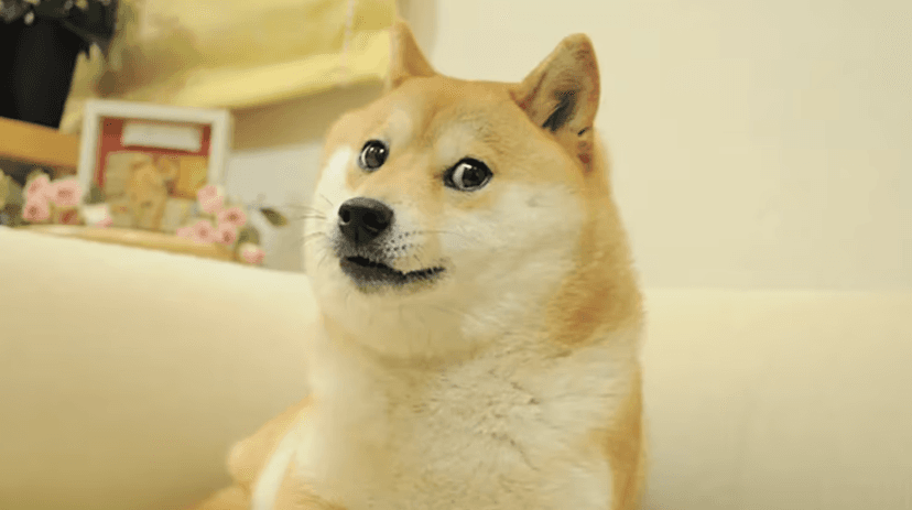 Bitwise shuts down Dogecoin ETF less than a year after launch