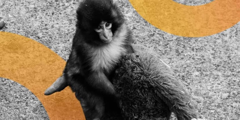 Americans Arrested in Japan for Entering Punch the Monkey’s Zoo Home to Promote Meme Coin - Decrypt