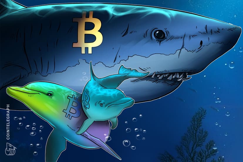 Bitcoin sharks stack at fastest pace in 13 years, with BTC down 30%
